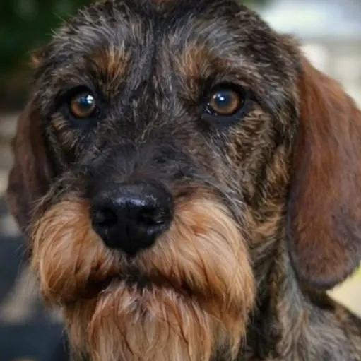 Teckel adulto de pelo duro color jabalí, con barba y cejas marcadas, de frente
