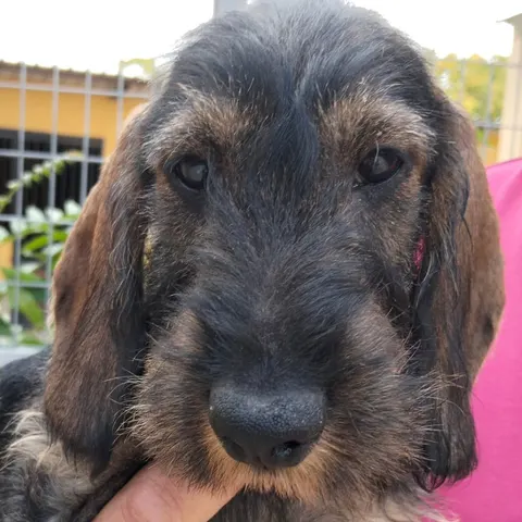 Uno de los cachorros de la camada, de frente, con la barba empezando a salir