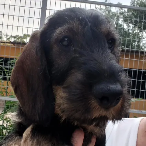 Cachorro de teckel de pelo duro en brazos, con una oreja color fuego